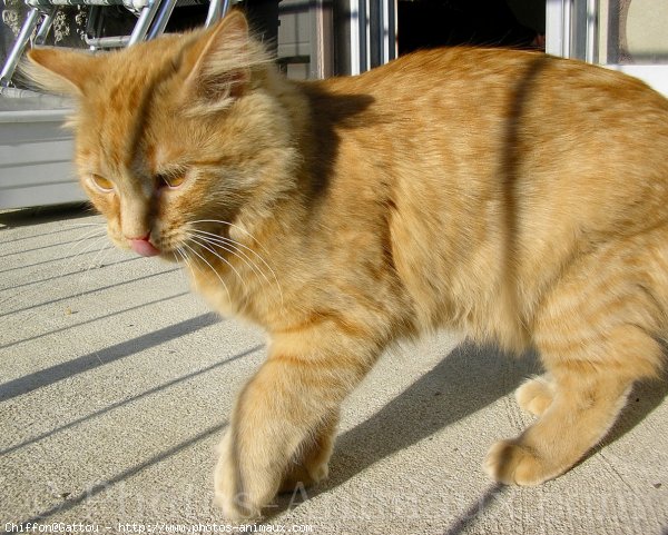 Photo de Chat domestique