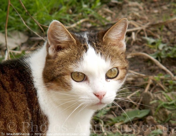 Photo de Chat domestique