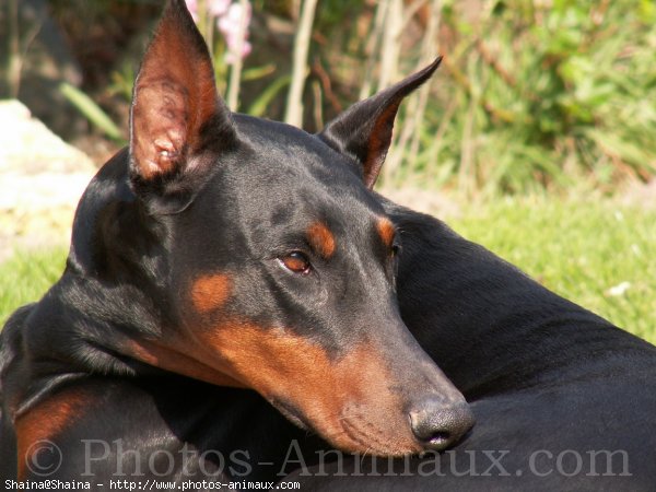 Photo de Dobermann