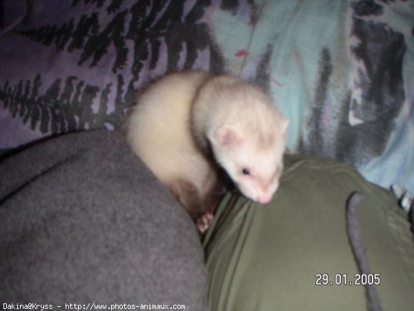 Photo de Furet