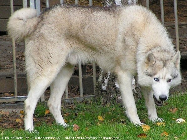 Photo de Husky siberien