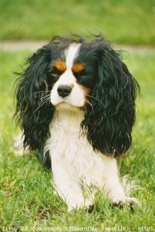 Photo de Cavalier king charles spaniel