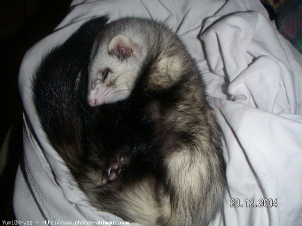 Photo de Furet