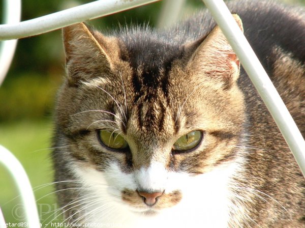 Photo de Chat domestique