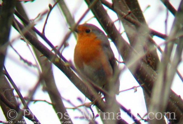 Photo de Rouge gorge