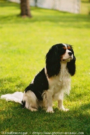 Photo de Cavalier king charles spaniel