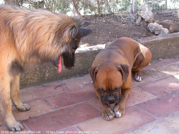 Photo de Races diffrentes