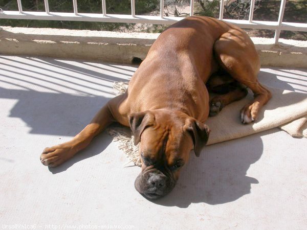 Photo de Boxer