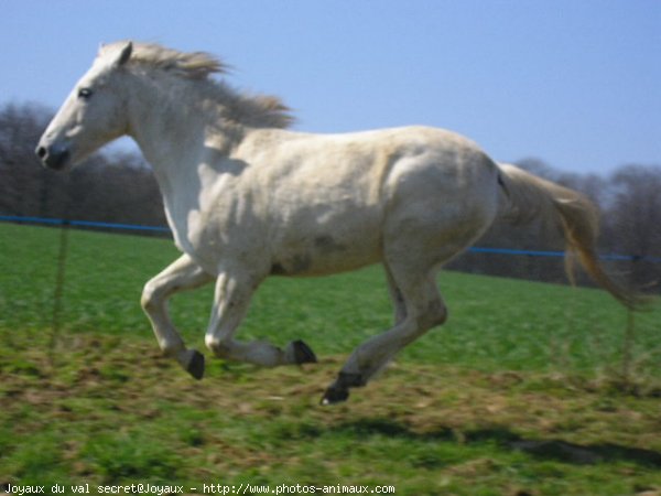 Photo de Camargue