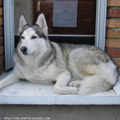 Photo de Husky siberien