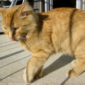 Photo de Chat domestique