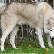 Photo de Husky siberien