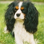 Photo de Cavalier king charles spaniel