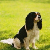 Photo de Cavalier king charles spaniel