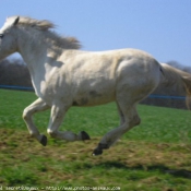 Photo de Camargue