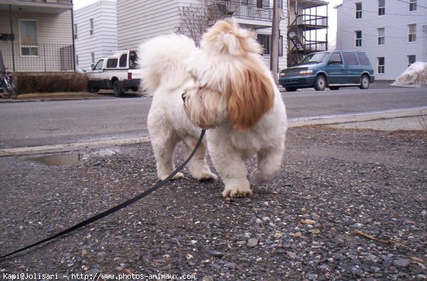 Photo de Lhassa apso