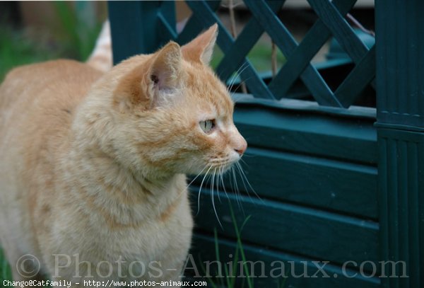 Photo d'European shorthair