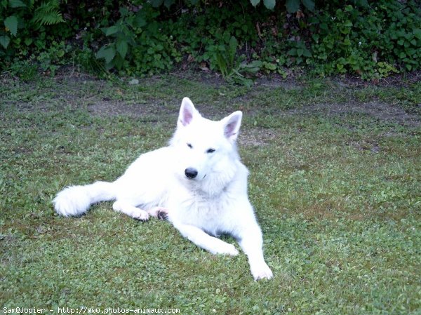 Photo de Berger blanc suisse