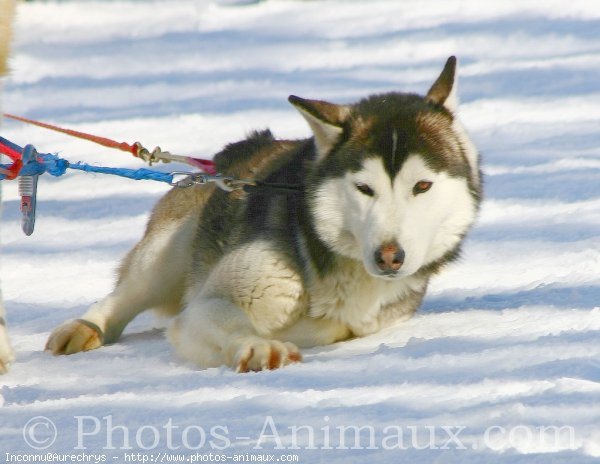 Photo de Husky siberien