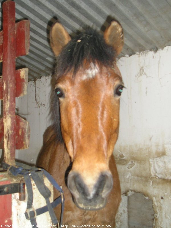 Photo de Poney franais de selle