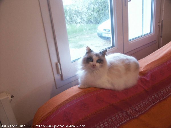 Photo de Ragdoll