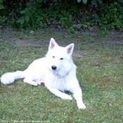 Photo de Berger blanc suisse