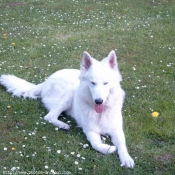 Photo de Berger blanc suisse