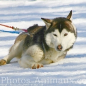 Photo de Husky siberien