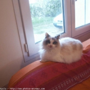 Photo de Ragdoll