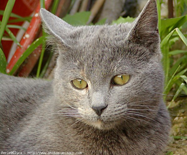 Photo de Chat domestique