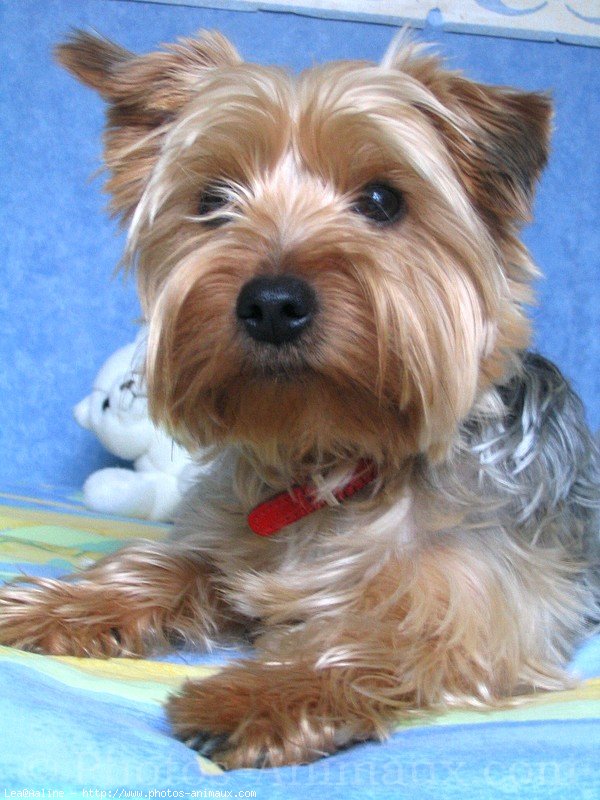 Photo de Yorkshire terrier