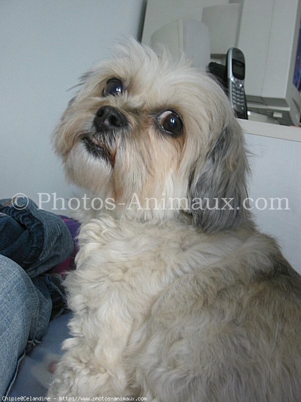 Photo de Lhassa apso