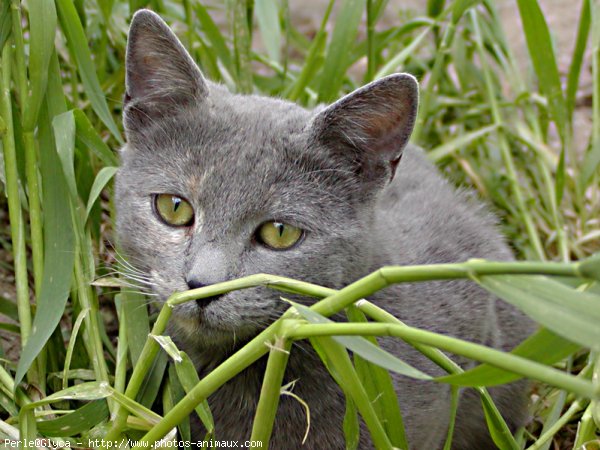 Photo de Chat domestique