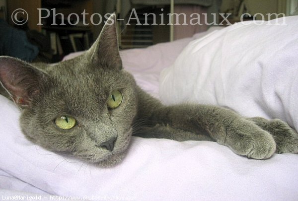 Photo de Chartreux