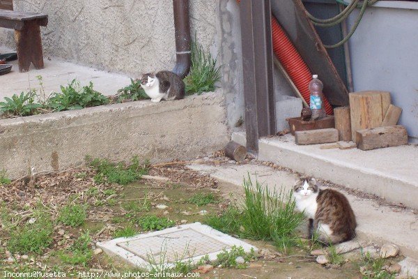 Photo de Chat domestique