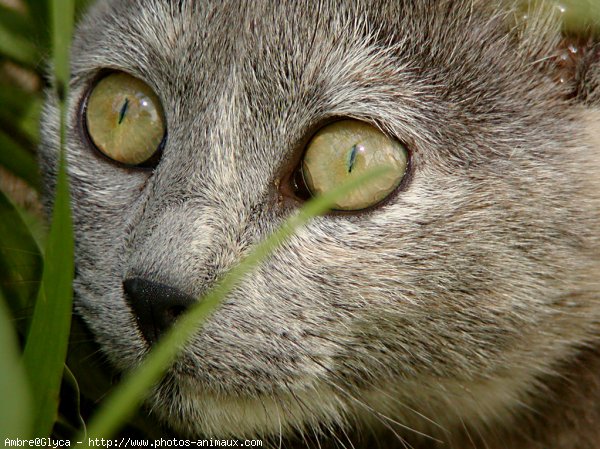 Photo de Chat domestique