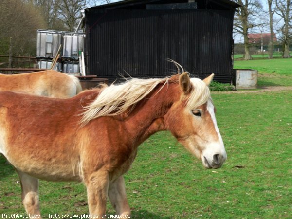 Photo de Haflinger