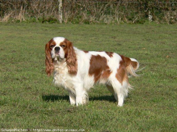 Photo de Cavalier king charles spaniel