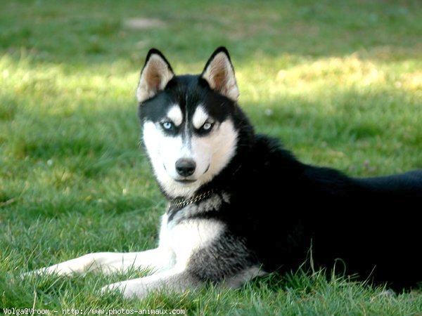 Photo de Husky siberien