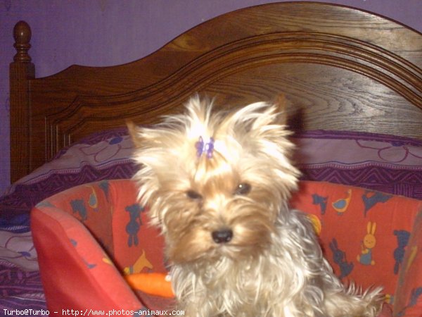 Photo de Yorkshire terrier