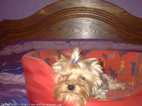 Photo de Yorkshire terrier