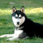 Photo de Husky siberien