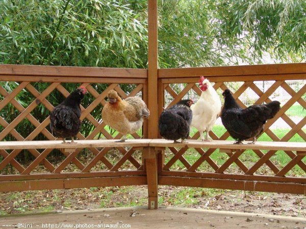 Photo de Poule