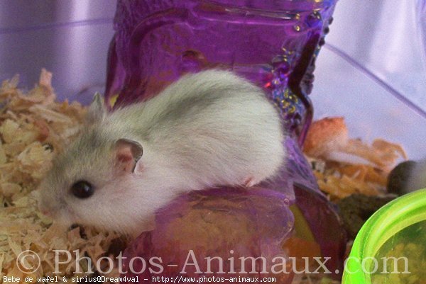 Photo de Hamster