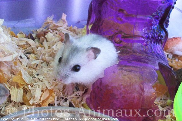 Photo de Hamster