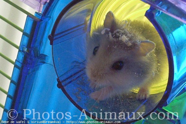 Photo de Hamster