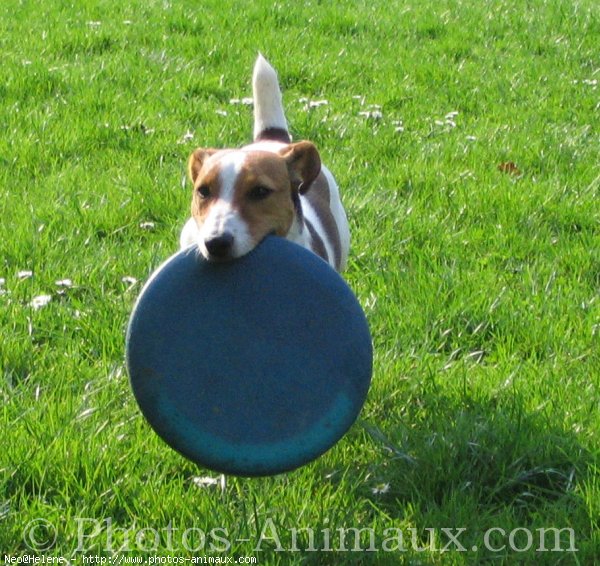 Photo de Jack russell terrier