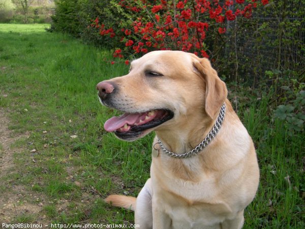 Photo de Labrador retriever