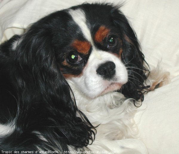 Photo de Cavalier king charles spaniel