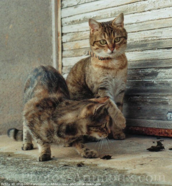 Photo de Chat domestique